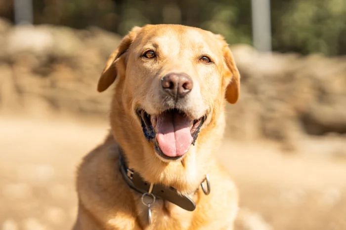 A yellow lab sitting outside.