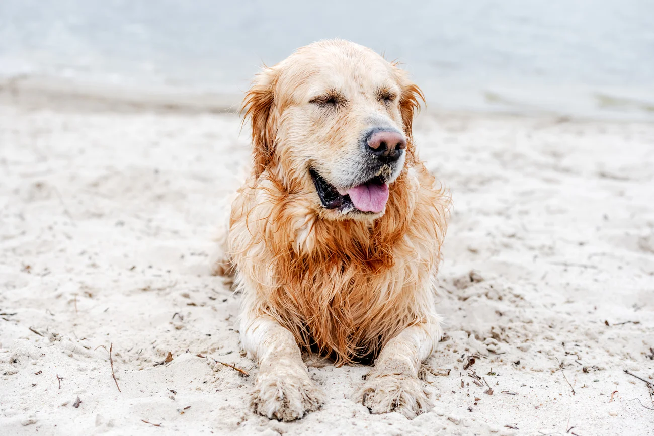 Golden retriever relaxing in the sand at the beach