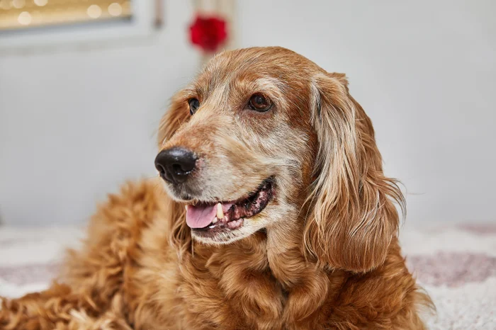 Senior dog lays indoors.