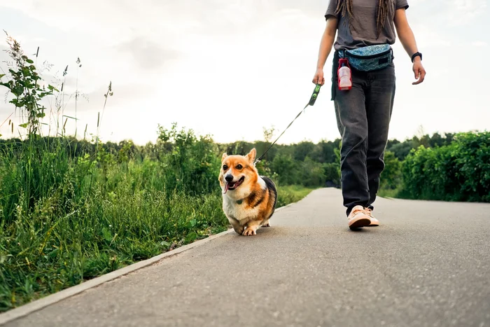 A person walking a corgi dog on a path