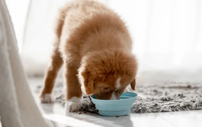Puppy eating from a light blue bowl.