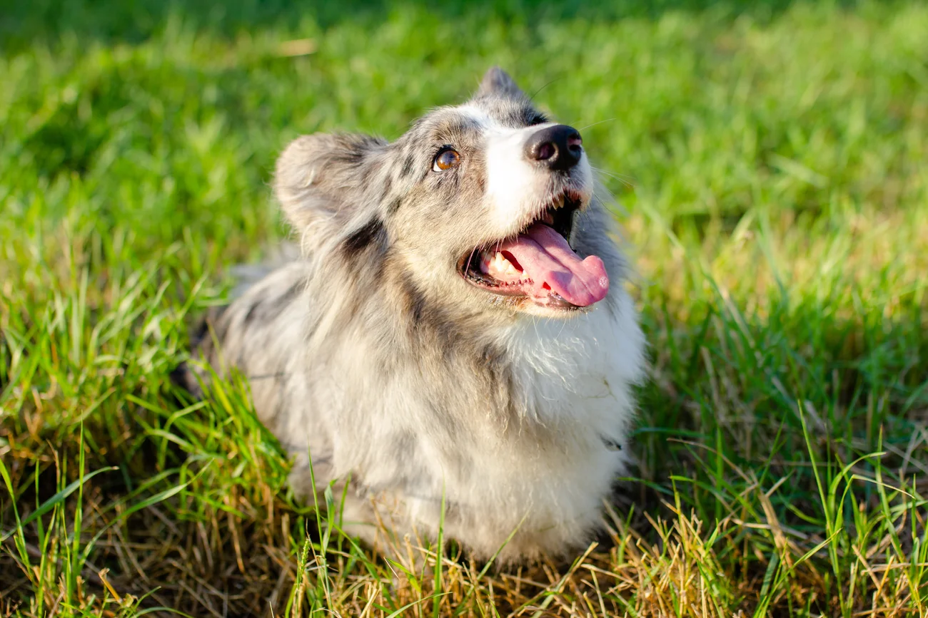 A dog sitting in grass. 