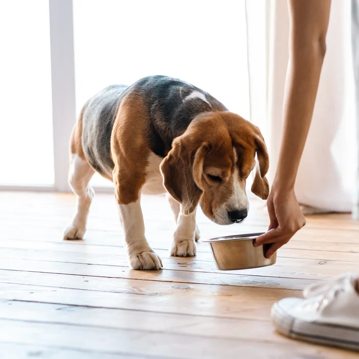 Beagle dog looking at a bowl being placed on a kitchen floor