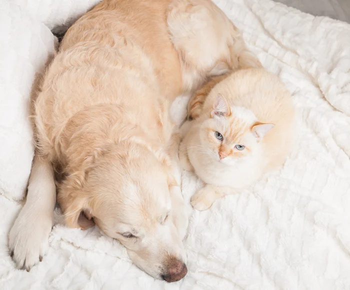 A dog and cat sleeping next to eachother