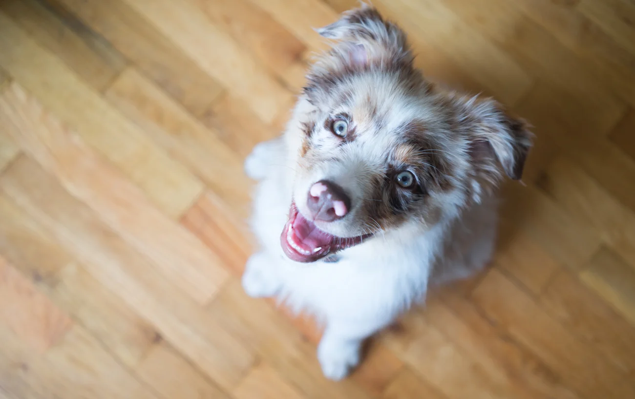 Australian Shepherd Puppy Stands Looking Up