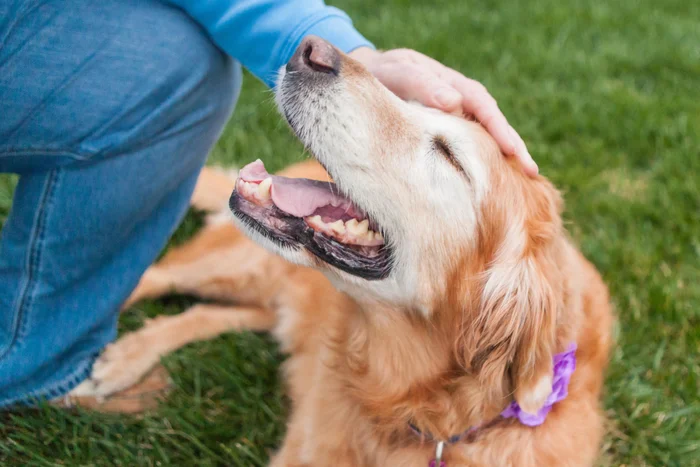 Senior dog being pet on the head outside