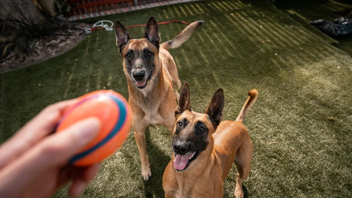 Two Belgian Malinois dogs eagerly waiting to play fetch in a backyard