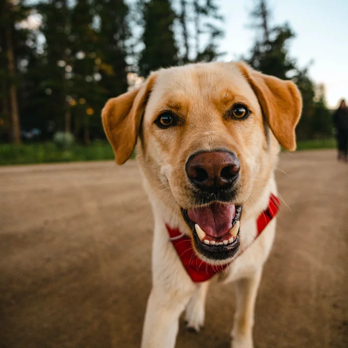 A close up of a tan dog outdoors.