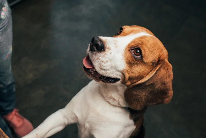 Beagle dog looking up at person in kitchen preparing food.
