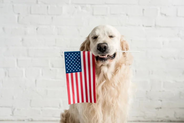 A dog sitting with an American flag in its mouth. 