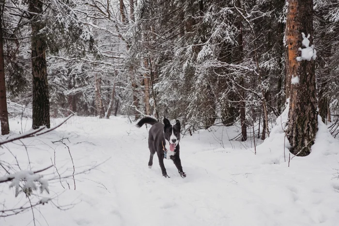 Preparing Your Dog for Cold Weather