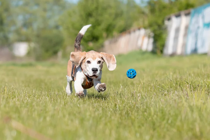 Beagle dog running after a blue ball in a field.