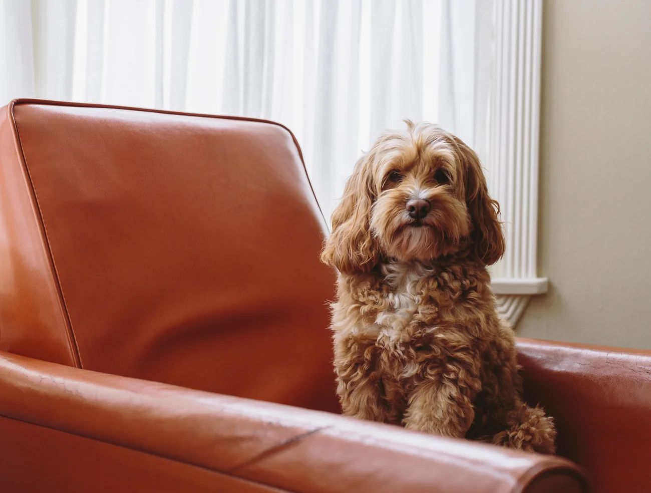 A dog sitting on a sofa.