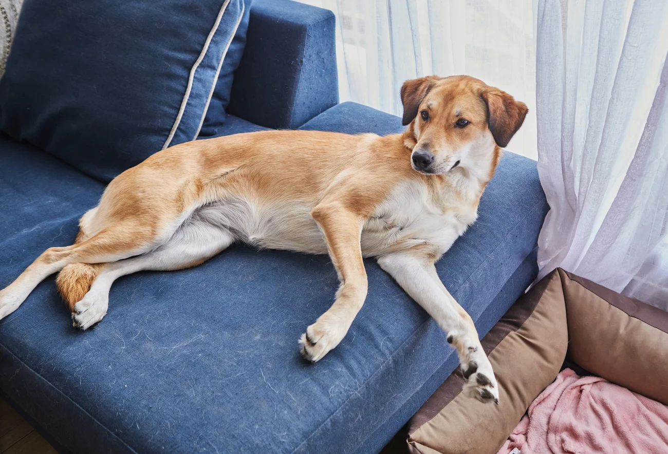 Dog laying on a blue couch