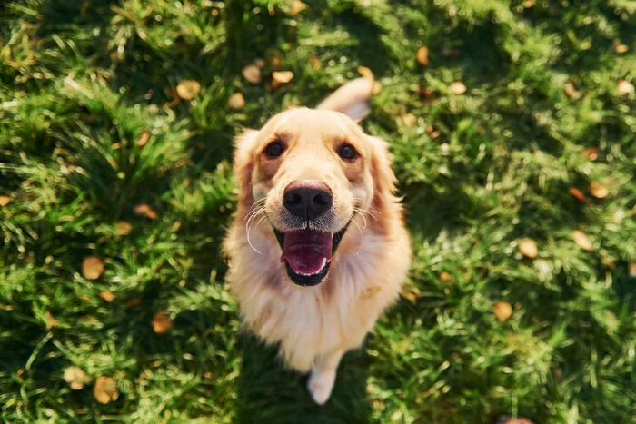 A happy golden retriever looking up at the camera