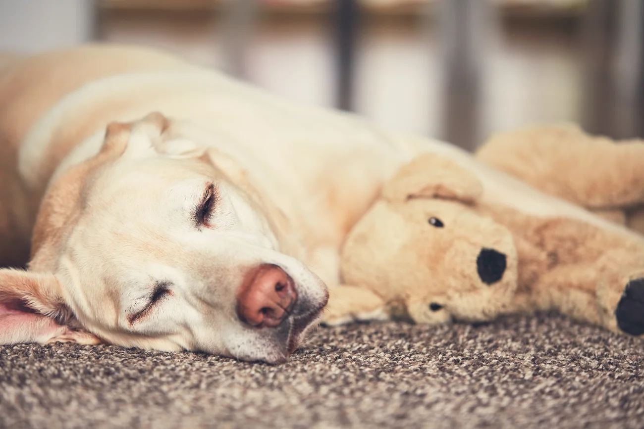 Yellow labrador retriever lying with his plush toy.