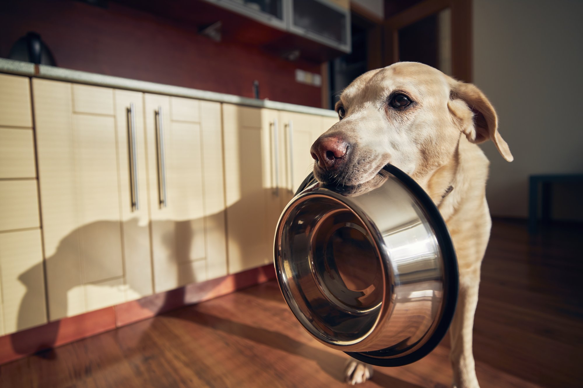 Freshpet for Special Diets: Catering to Pets with Food Allergies and Sensitivities image