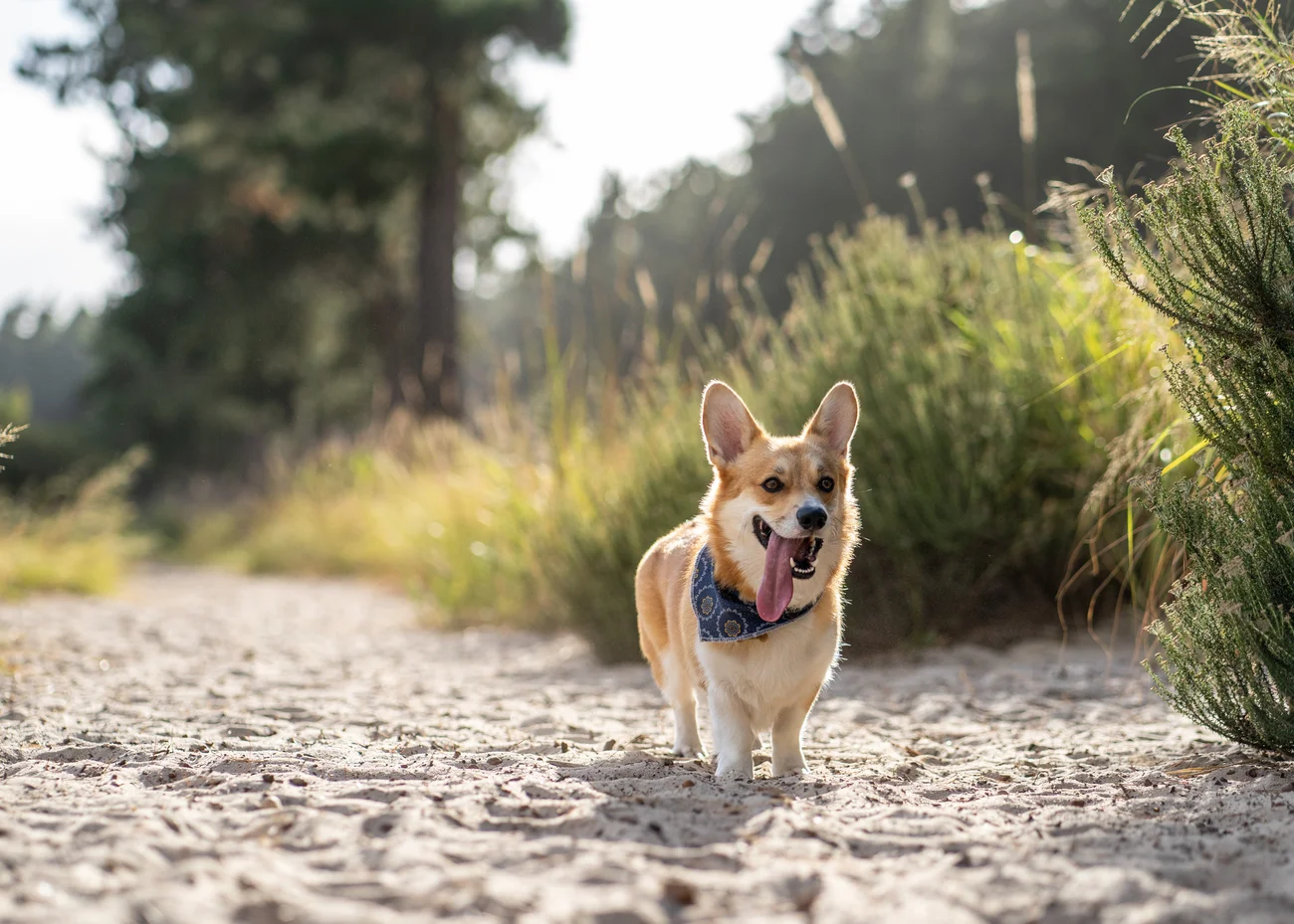 A Corgi walking on a dirt road