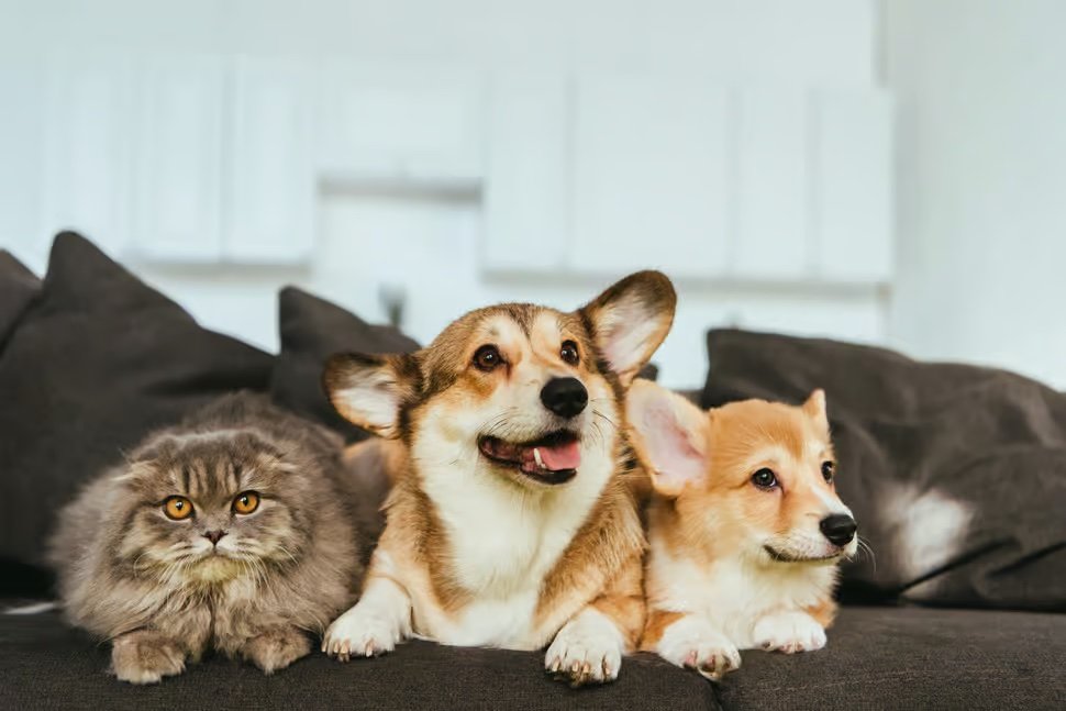 Breaking Down the Label: Great Ingredients Make Happy, Healthy Pets image