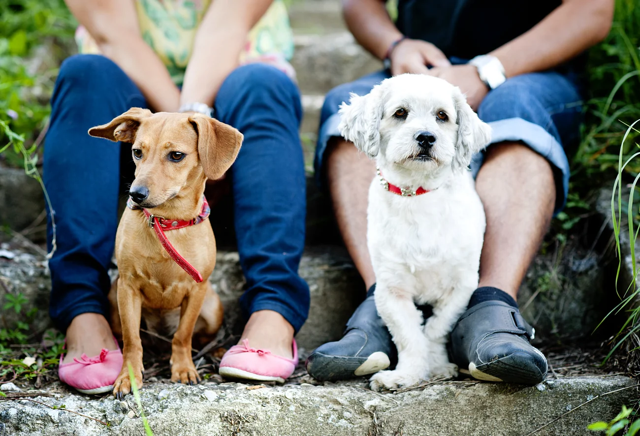 Two small dogs sitting outside with their pet parents. 