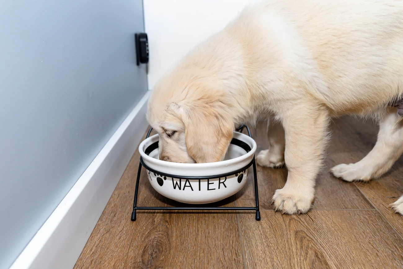 A small dog drinking water outside. 