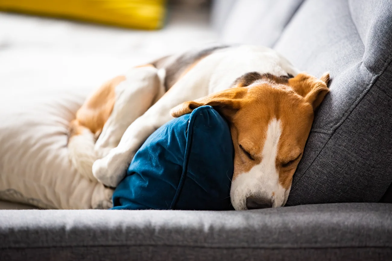 A beagle dog sleeping on a couch. 