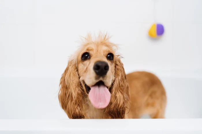 Dog taking a bath in a tub