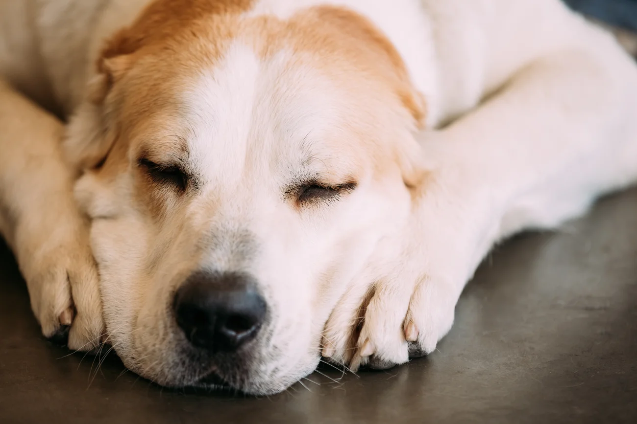 A person holding a dog's paw