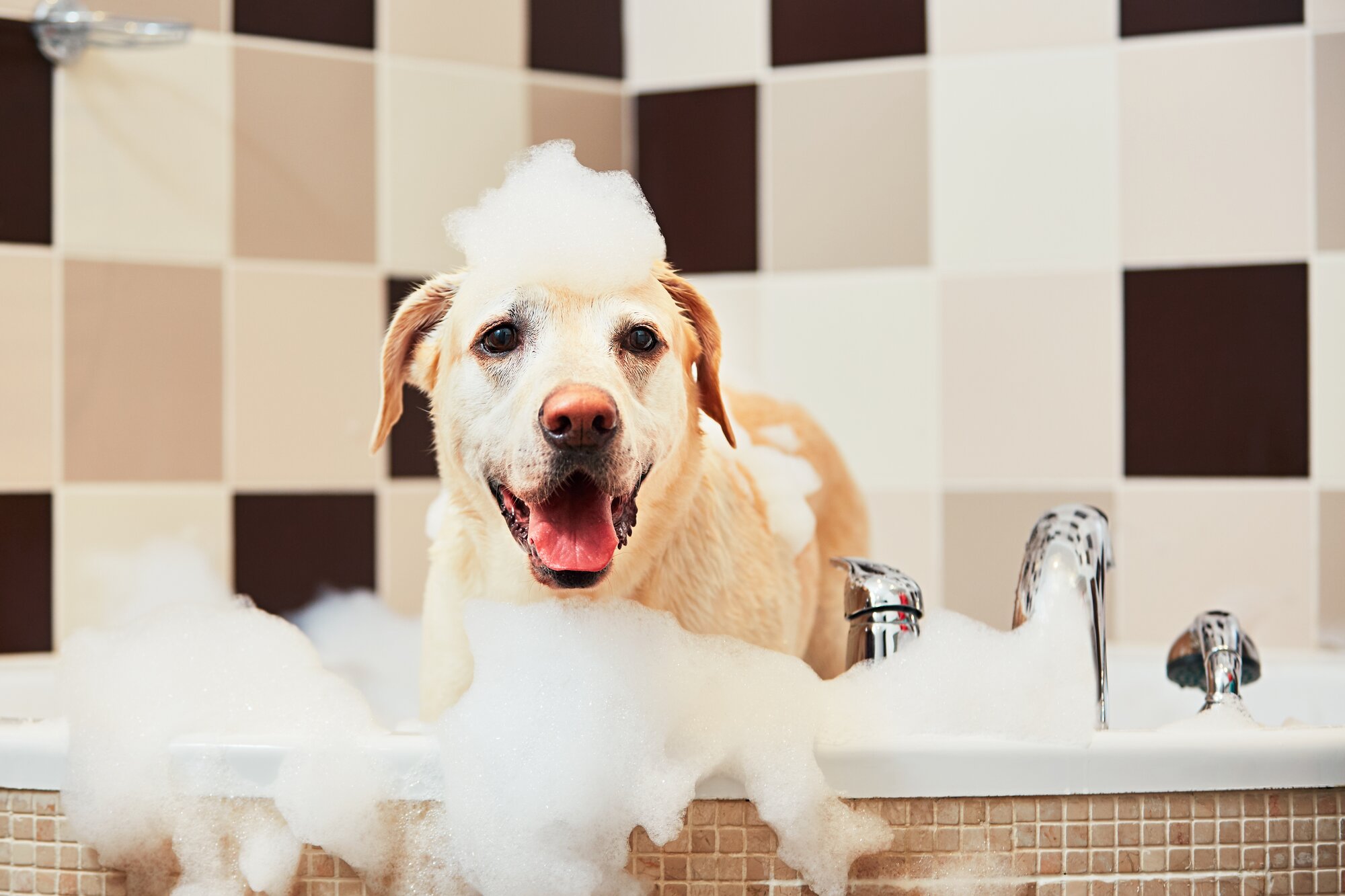 Pampering Your Pup: DIY Spa Day for Your Pet image