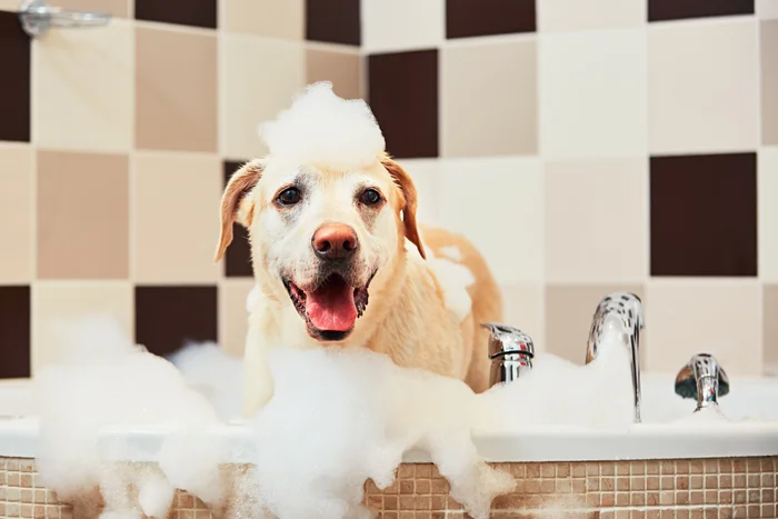 Dog taking a bath