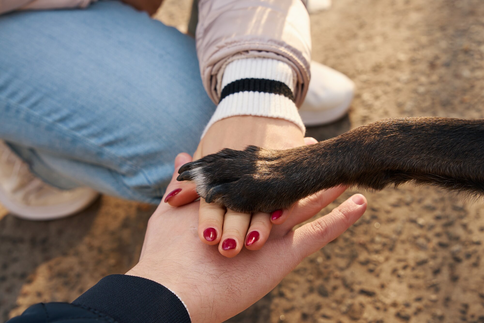 A dog's paw on top of their pet parent's hands. 