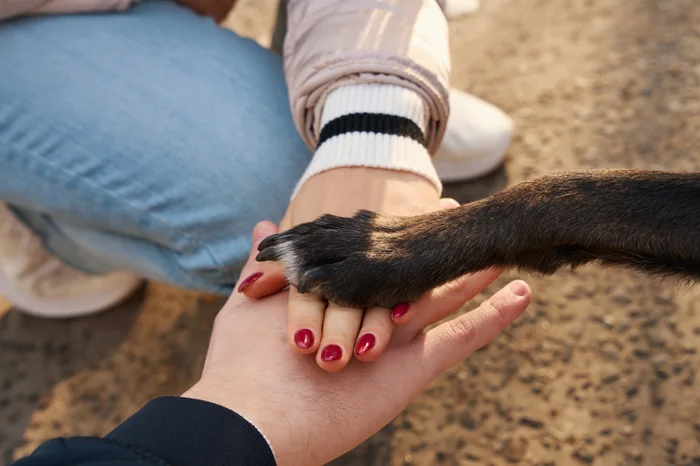 A dog's paw on top of their pet parent's hands. 