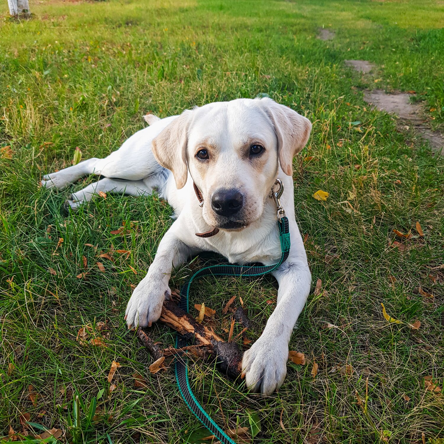 Labrador Retriever puppy laying outside in the grass.