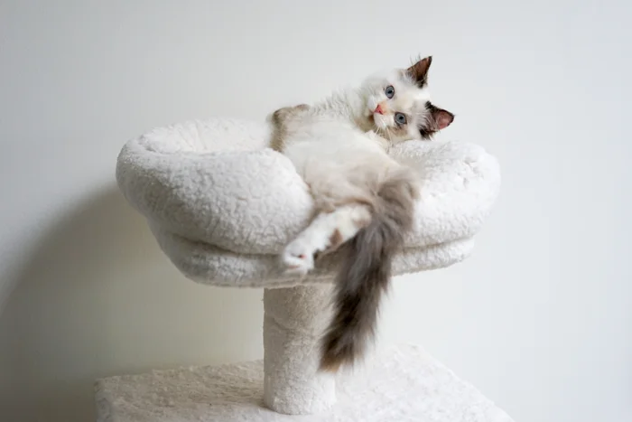 Kitten resting in her scratching tree