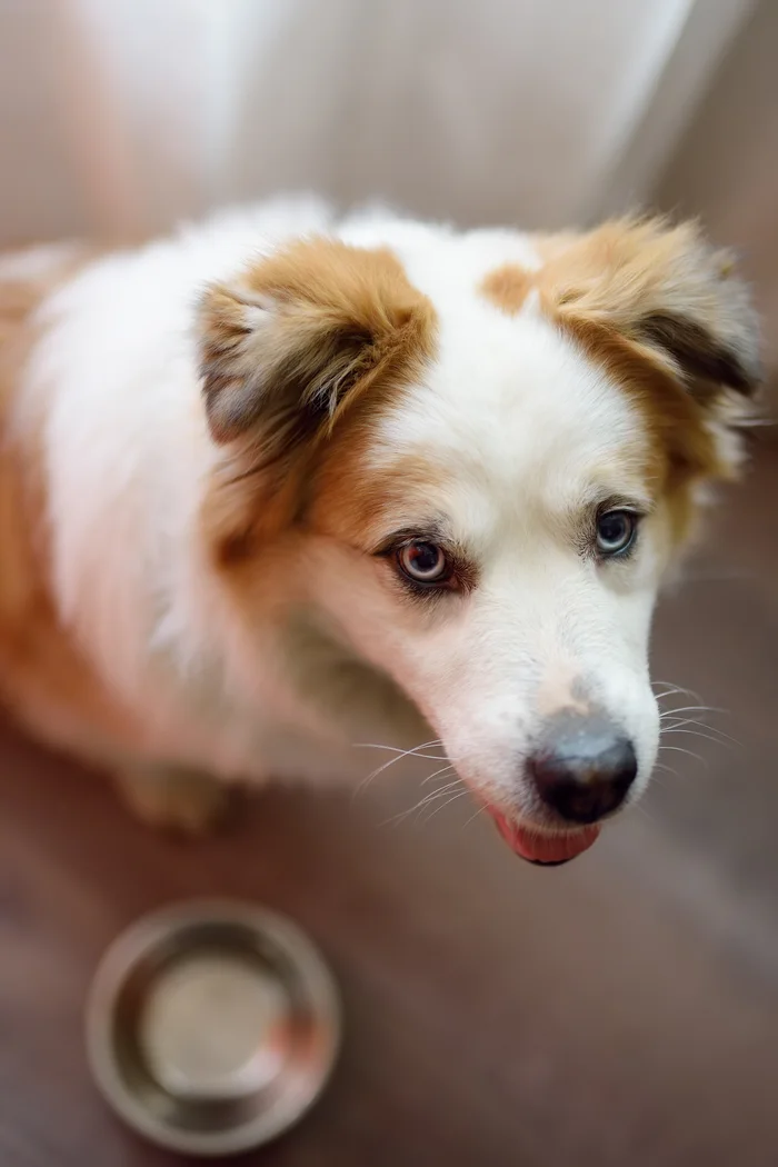 Dog with white and brown fur looking at camera with an empty food bowl below.