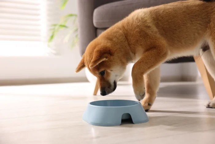 Curious Shiba Inu puppy looking into a blue food bowl
