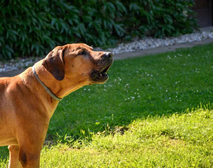 A dog barking outdoors.