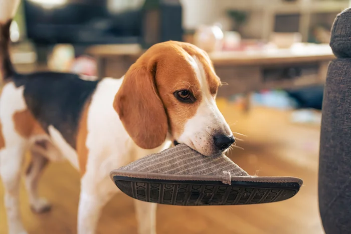 Beagle dog with a slipper in its mouth.