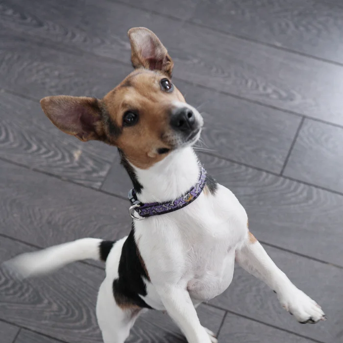 Small tricolor dog standing on its hind legs with its head tilted on a wooden floor.