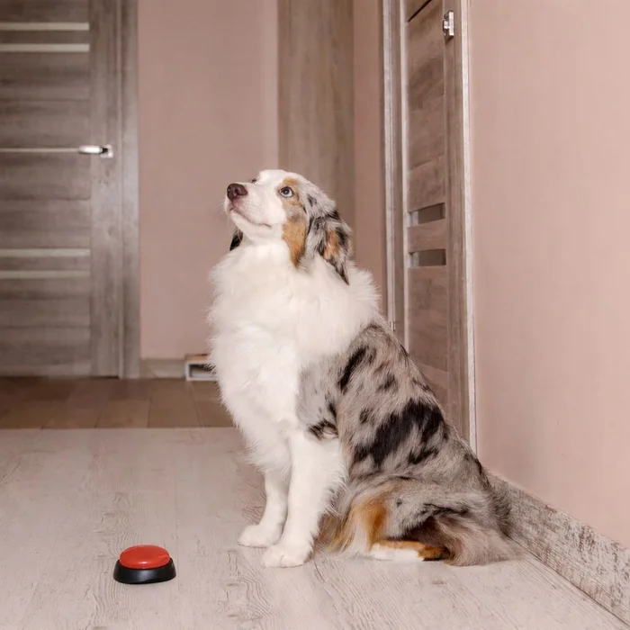 A dog sitting in front of a door behind a red button on the floor.