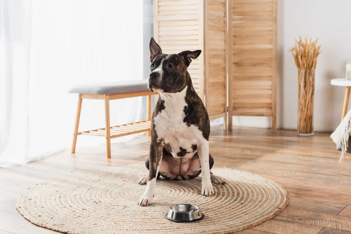American Staffordshire terrier sitting near pet food in bowl on ground.