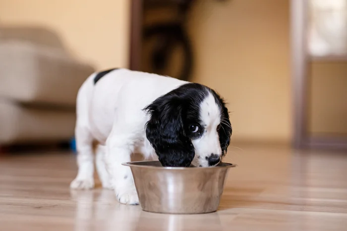 Cocker spaniel puppy eating from a bowl