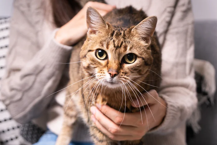 A pet parent holding their tabby cat.