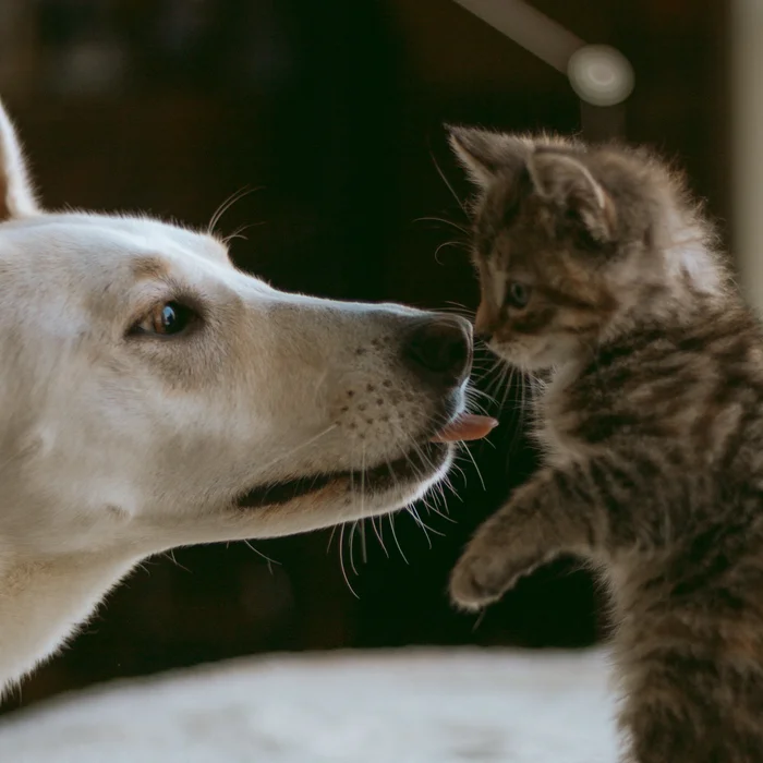 A white dog sharing an affectionate moment with a tabby kitten
