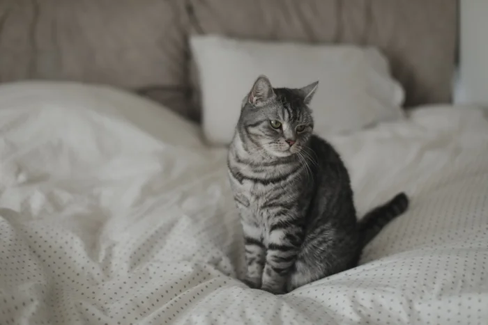 Gray striped cat sitting on a bed. 
