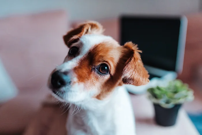 Dog looking at camera tilting its head 