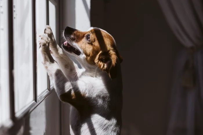 Jack russell dog standing on two legs and looking away by window