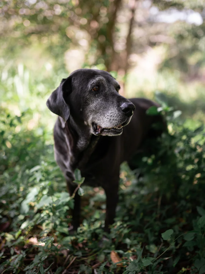 Senior black lab dog standing outdoors