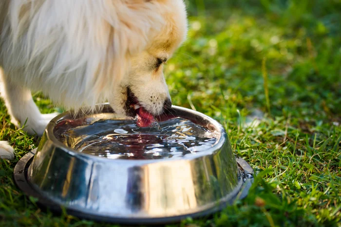 A small dog drinking water outside