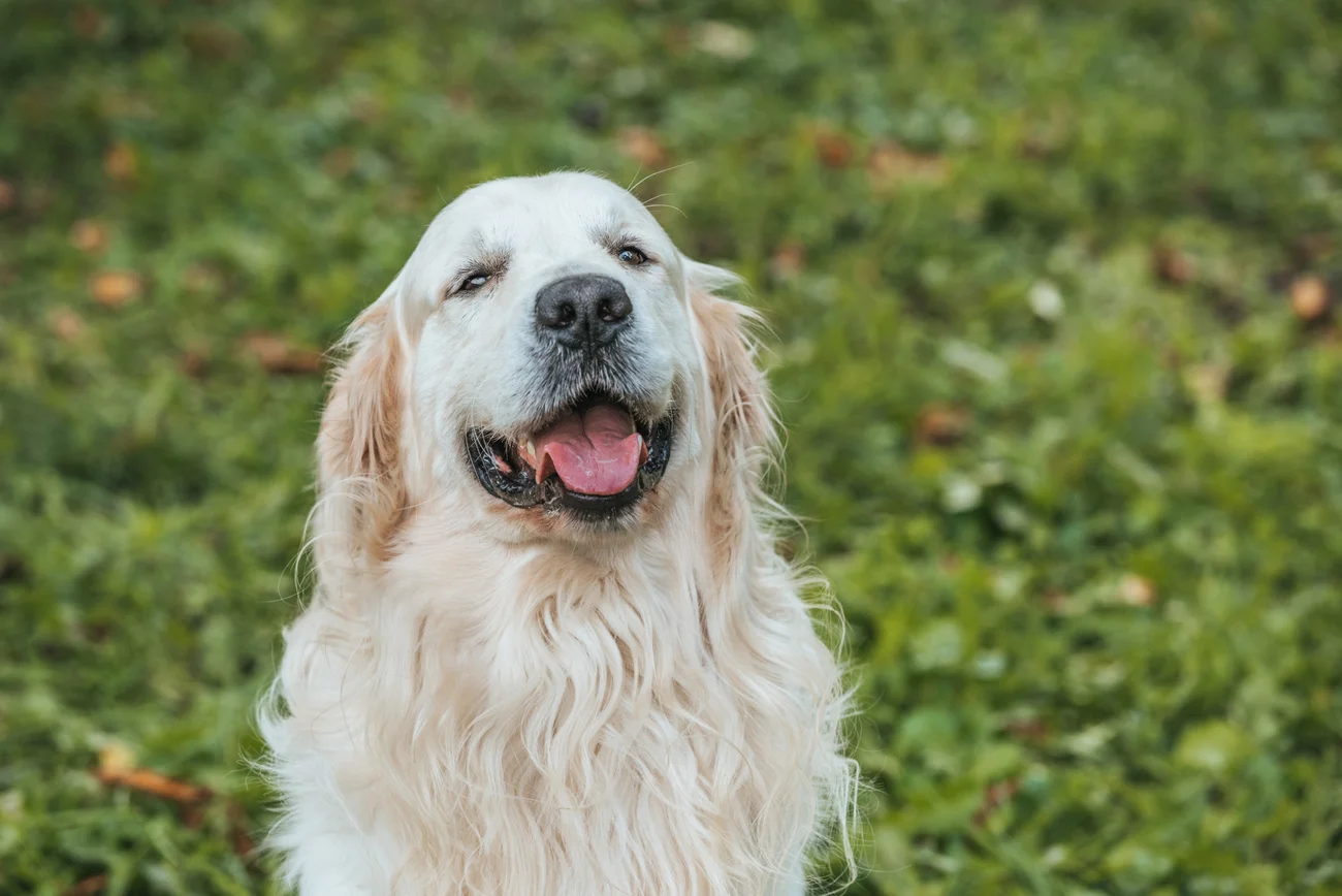 A senior dog sitting in the grass with their tongue out.